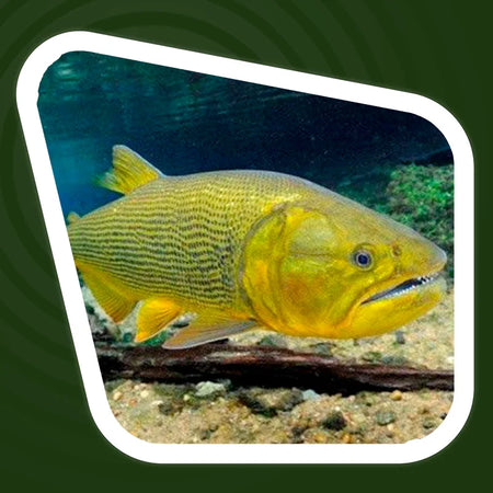 Dourado