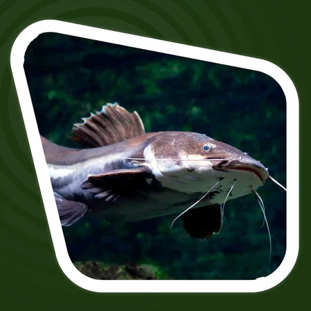Pirarara
