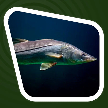 Robalo Flecha