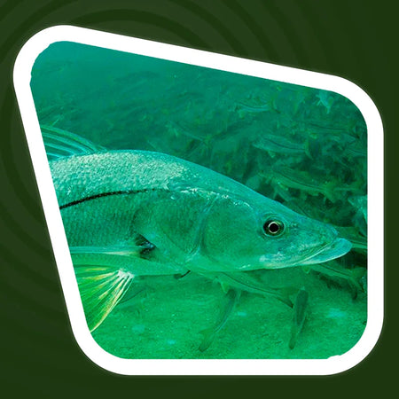 Robalo Peva