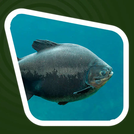 Tambaqui